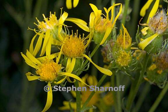 senecio clarkianus 4 graphic